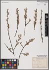 Foto von Salix aurita L.